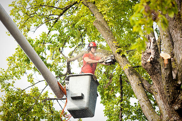 Best Tree Removal Contractors  in Middleport, NY